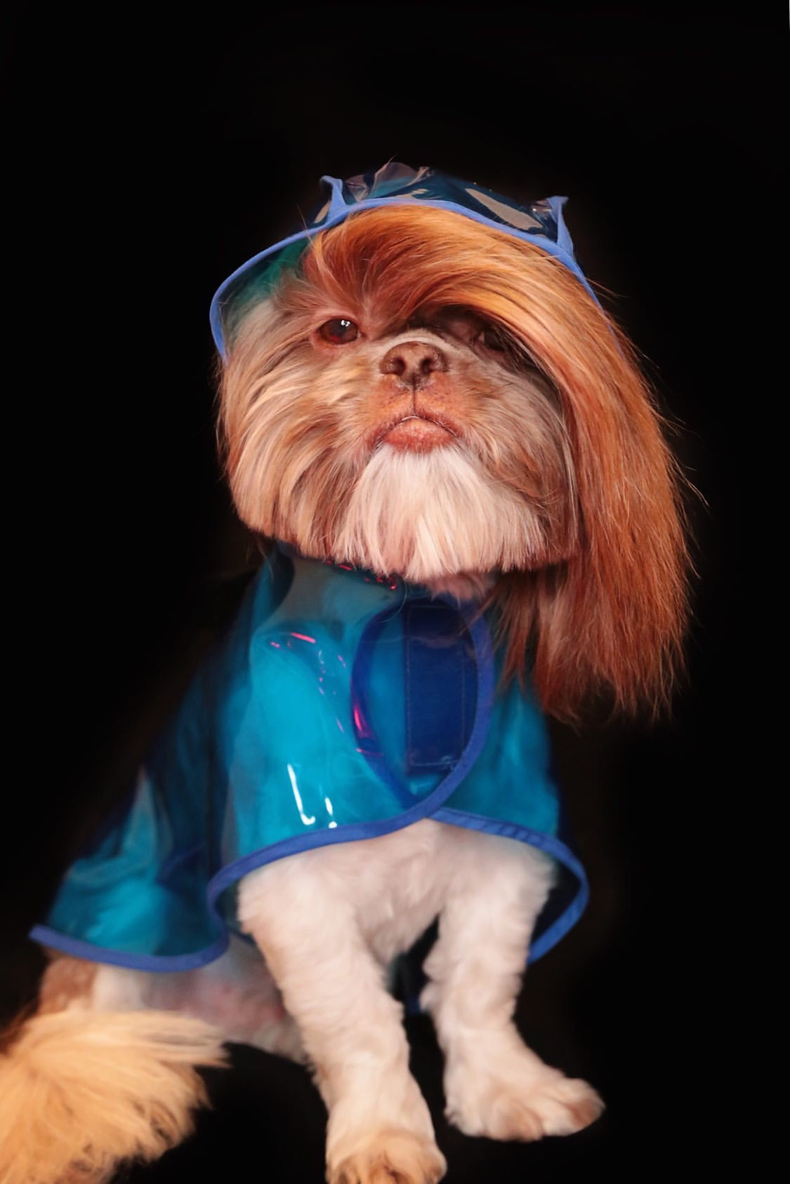 Stylish vinyl doggie RainCoat!  Stylish doggie outfit! All breeds!